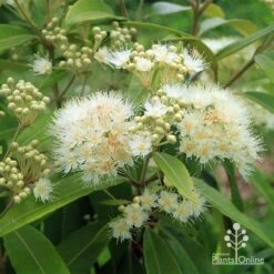 Backhousia Citriodora - Lemon Myrtle -Australian Plants Online Sales apo backhousia lemon myrtle