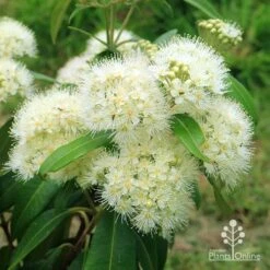 Backhousia Citriodora - Lemon Myrtle