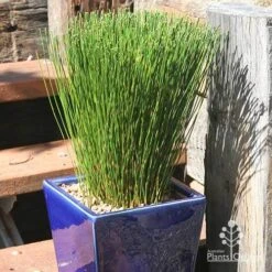 Baloskion - Tassel Cord Rush -Australian Plants Online Sales apo baloskion potted cut