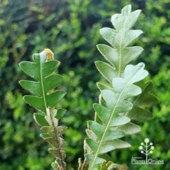 Banksia Blechnifolia -Australian Plants Online Sales apo banksia blechnifolia tubestock close