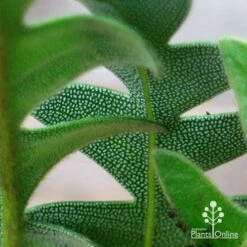 Banksia Blechnifolia -Australian Plants Online Sales apo banksia blechnifolia under leaf