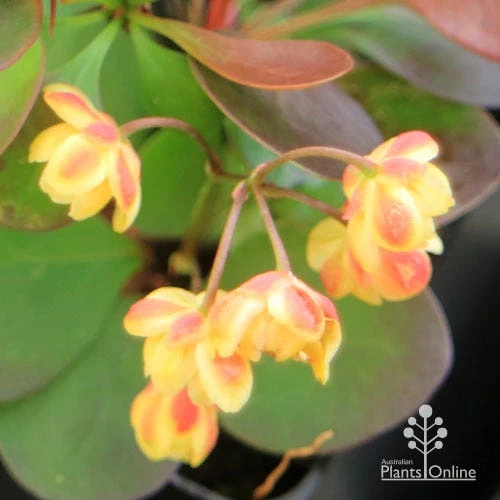 Berberis Little Favourite 4 Berberis Little Favourite - Image 2