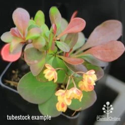 Berberis Little Favourite 20 Berberis Little Favourite -Australian Plants Online Sales apo berberis little favourite tubestock in flower