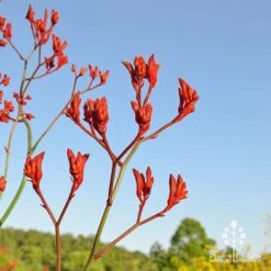 Anigozanthos Big Red - Kangaroo Paw 15 Anigozanthos Big Red - Kangaroo Paw -Australian Plants Online Sales apo big red at farm
