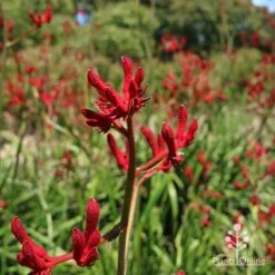 Anigozanthos Big Red - Kangaroo Paw 14 Anigozanthos Big Red - Kangaroo Paw -Australian Plants Online Sales apo big red kangaroo paw flower