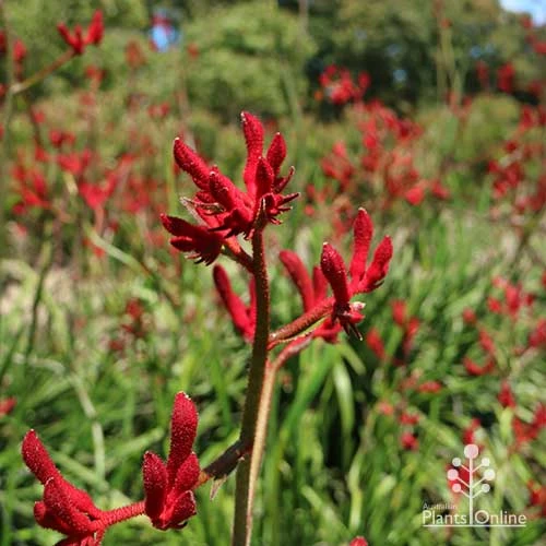 Anigozanthos Big Red - Kangaroo Paw 6 Anigozanthos Big Red - Kangaroo Paw - Image 4