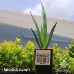 Anigozanthos Big Red - Kangaroo Paw 16 Anigozanthos Big Red - Kangaroo Paw -Australian Plants Online Sales apo big red kangaroo paw tubestock