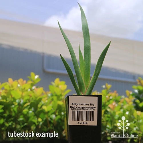 Anigozanthos Big Red - Kangaroo Paw 8 Anigozanthos Big Red - Kangaroo Paw - Image 6