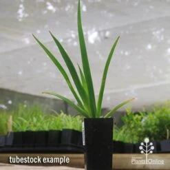 Anigozanthos Big Red - Kangaroo Paw 13 Anigozanthos Big Red - Kangaroo Paw -Australian Plants Online Sales apo big red tubestock