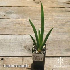 Anigozanthos Big Red - Kangaroo Paw 19 Anigozanthos Big Red - Kangaroo Paw -Australian Plants Online Sales apo big red tubestock 1