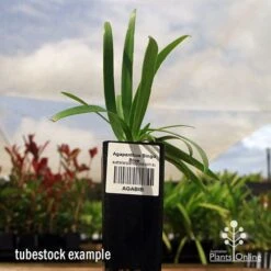 Agapanthus Bingo Blue 18 Agapanthus Bingo Blue -Australian Plants Online Sales apo bingo blue agapanthus tubestock