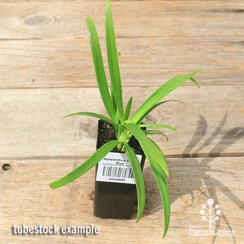 Agapanthus Bingo Blue 5 Agapanthus Bingo Blue - Image 3