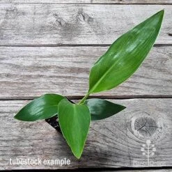 Strelitzia Reginae - Bird Of Paradise 16 Strelitzia Reginae - Bird Of Paradise -Australian Plants Online Sales apo bird of paradise tubestock top