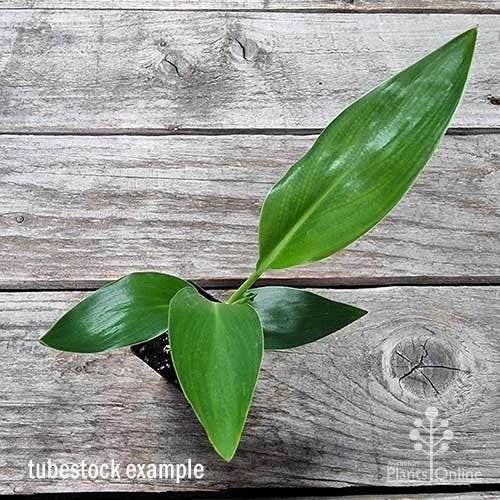 Strelitzia Reginae - Bird Of Paradise 8 Strelitzia Reginae - Bird Of Paradise - Image 6