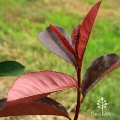Photinia Black Jack -Australian Plants Online Sales apo black jack photinia