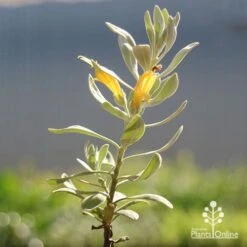 Eremophila Blue Horizon - Emu Bush -Australian Plants Online Sales apo blue horizon eremophila flowers