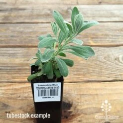 Eremophila Blue Horizon - Emu Bush -Australian Plants Online Sales apo blue horizon eremophila tubestock