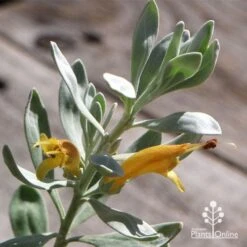 Eremophila Blue Horizon - Emu Bush -Australian Plants Online Sales apo blue horizon flowers