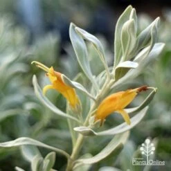 Eremophila Blue Horizon - Emu Bush -Australian Plants Online Sales apo blue horizon flowers close