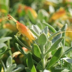 Eremophila Blue Horizon - Emu Bush -Australian Plants Online Sales apo blue horizon july