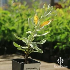 Eremophila Blue Horizon - Emu Bush -Australian Plants Online Sales apo blue horizon tubestock