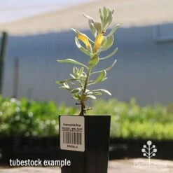 Eremophila Blue Horizon - Emu Bush -Australian Plants Online Sales apo blue horizon tubestock flowering