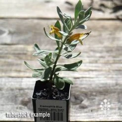 Eremophila Blue Horizon - Emu Bush -Australian Plants Online Sales apo blue horizon tubestock top