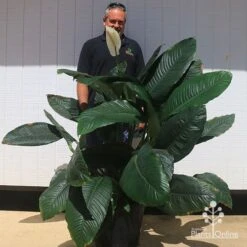 Spathiphyllum Blue Moon - Peace Lily