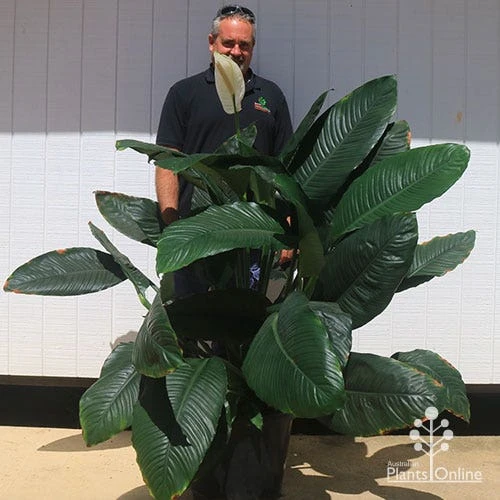 Spathiphyllum Blue Moon - Peace Lily 3 Spathiphyllum Blue Moon - Peace Lily