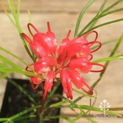 Grevillea Bon Accord -Australian Plants Online Sales apo bon accord grevillea flower