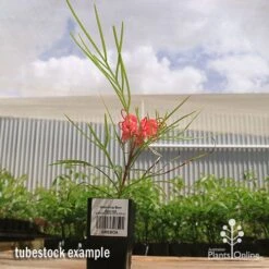 Grevillea Bon Accord -Australian Plants Online Sales apo bon accord grevillea tubestock flowering
