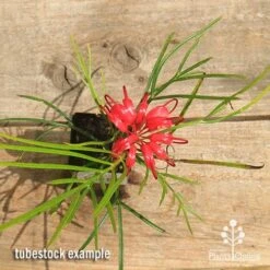 Grevillea Bon Accord -Australian Plants Online Sales apo bon accord grevillea tubestock flowering top