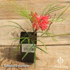 Grevillea Bon Accord -Australian Plants Online Sales apo bon accord grevillea tubestock in flower