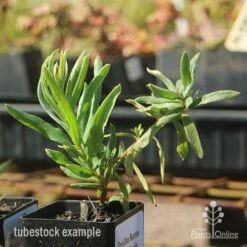 Grevillea Bonnie Prince Charlie -Australian Plants Online Sales apo bonnie prince charlie grevillea tubestock