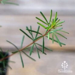 Boronia Clavata - Bremer Boronia 10 Boronia Clavata - Bremer Boronia -Australian Plants Online Sales apo boronia clavata foliage