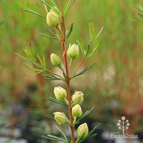 Boronia Clavata - Bremer Boronia 3 Boronia Clavata - Bremer Boronia