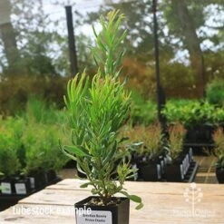 Grevillea Bonnie Prince Charlie -Australian Plants Online Sales apo bpc tubestock side