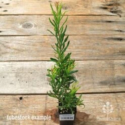 Grevillea Bonnie Prince Charlie -Australian Plants Online Sales apo bpc tubestock tall