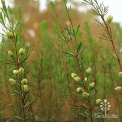 Boronia Clavata - Bremer Boronia 9 Boronia Clavata - Bremer Boronia -Australian Plants Online Sales apo bremer boronia
