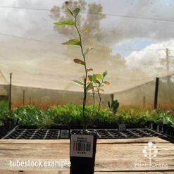 Blueberry Brightwell -Australian Plants Online Sales apo britewell tubestock side