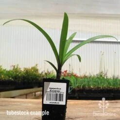 Agapanthus Buccaneer -Australian Plants Online Sales apo buccaneer tubestock