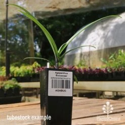 Agapanthus Buccaneer -Australian Plants Online Sales apo buccaneer tubestock side