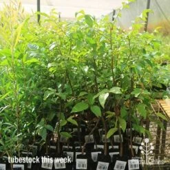 Burdekin Plum - Pleiogynium -Australian Plants Online Sales apo burdekin large