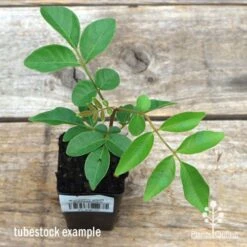 Burdekin Plum - Pleiogynium -Australian Plants Online Sales apo burdekin tubestock top