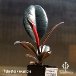 Ficus Elastica Burgundy - Rubber Plant -Australian Plants Online Sales apo burgundy rubber plant tubestock