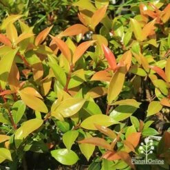 Syzygium Bush Christmas - Lilly Pilly -Australian Plants Online Sales apo bush christmas foliage