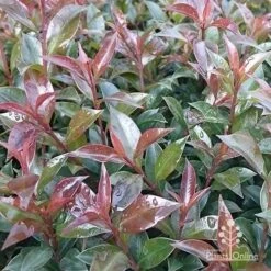 Syzygium Bush Christmas - Lilly Pilly -Australian Plants Online Sales apo bush christmas foliage colour
