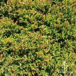 Syzygium Bush Christmas - Lilly Pilly -Australian Plants Online Sales apo bush christmas hedge
