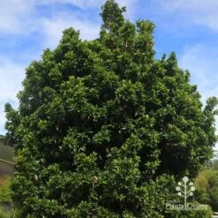 Syzygium Bush Christmas - Lilly Pilly -Australian Plants Online Sales apo bush christmas syzygium nursery