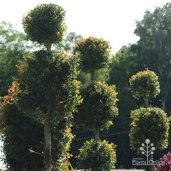 Syzygium Bush Christmas - Lilly Pilly -Australian Plants Online Sales apo bush christmas topiaries